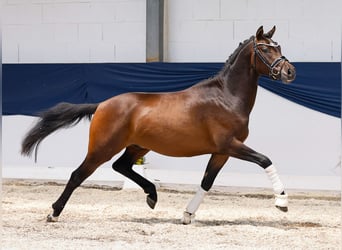 Deutsches Reitpony, Hengst, 3 Jahre, 147 cm, Brauner