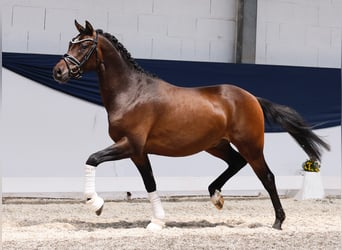 Deutsches Reitpony, Hengst, 3 Jahre, 147 cm, Brauner
