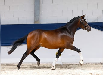 Deutsches Reitpony, Hengst, 3 Jahre, 147 cm, Brauner