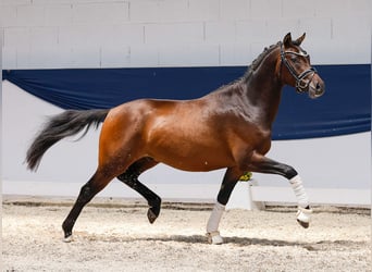 Deutsches Reitpony, Hengst, 3 Jahre, 147 cm, Brauner