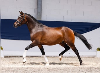 Deutsches Reitpony, Hengst, 3 Jahre, 147 cm, Brauner