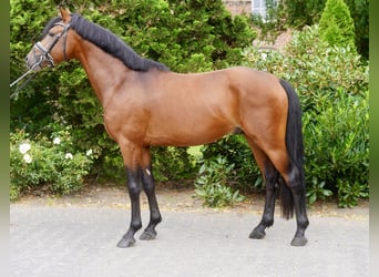 Deutsches Reitpony, Hengst, 3 Jahre, 147 cm, Brauner