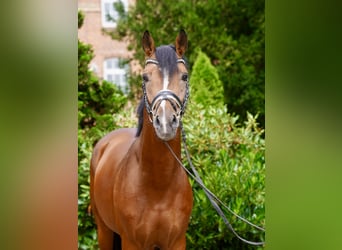 Deutsches Reitpony, Hengst, 3 Jahre, 147 cm, Brauner
