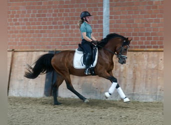 Deutsches Reitpony, Hengst, 3 Jahre, 147 cm, Brauner