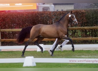 Deutsches Reitpony, Hengst, 3 Jahre, 147 cm, Brauner