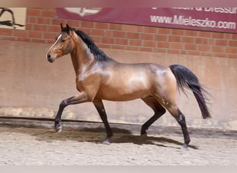 Deutsches Reitpony, Hengst, 3 Jahre, 147 cm, Brauner