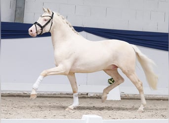 Deutsches Reitpony, Hengst, 3 Jahre, 147 cm, Cremello