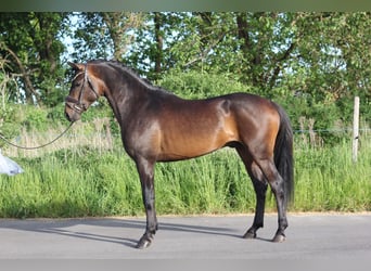 Deutsches Reitpony, Hengst, 3 Jahre, 147 cm, Dunkelbrauner