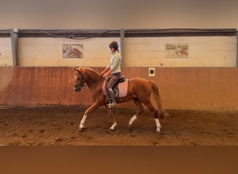 Deutsches Reitpony, Hengst, 3 Jahre, 147 cm, Dunkelfuchs