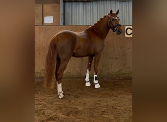Deutsches Reitpony, Hengst, 3 Jahre, 147 cm, Dunkelfuchs