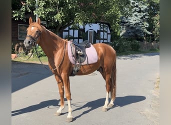 Deutsches Reitpony, Hengst, 3 Jahre, 147 cm, Dunkelfuchs