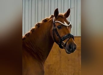 Deutsches Reitpony, Hengst, 3 Jahre, 147 cm, Dunkelfuchs
