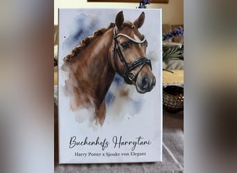 Deutsches Reitpony, Hengst, 3 Jahre, 147 cm, Dunkelfuchs