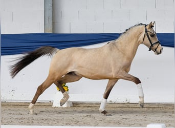 Deutsches Reitpony, Hengst, 3 Jahre, 147 cm, Falbe