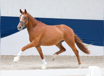 Deutsches Reitpony, Hengst, 3 Jahre, 147 cm, Fuchs