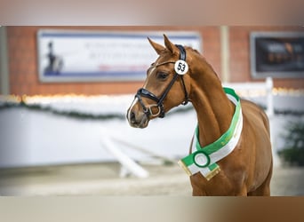 Deutsches Reitpony, Hengst, 3 Jahre, 147 cm, Fuchs