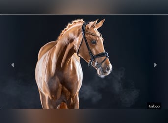 Deutsches Reitpony, Hengst, 3 Jahre, 147 cm, Fuchs