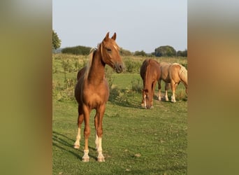 Deutsches Reitpony, Hengst, 3 Jahre, 147 cm, Fuchs