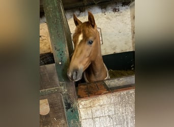 Deutsches Reitpony, Hengst, 3 Jahre, 147 cm, Fuchs