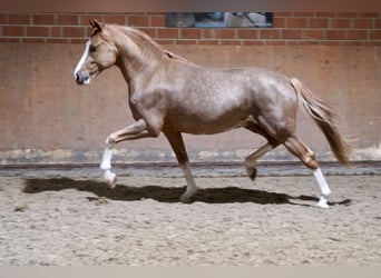 Deutsches Reitpony, Hengst, 3 Jahre, 147 cm, Fuchs