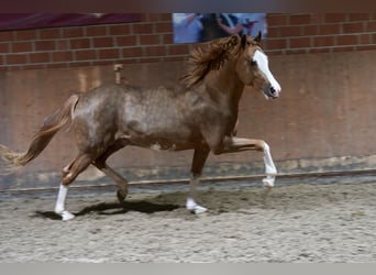 Deutsches Reitpony, Hengst, 3 Jahre, 147 cm, Fuchs