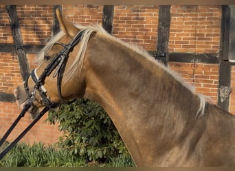 Deutsches Reitpony, Hengst, 3 Jahre, 147 cm, Palomino