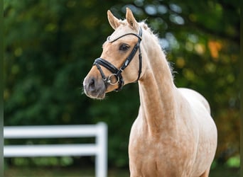 Deutsches Reitpony, Hengst, 3 Jahre, 147 cm, Palomino