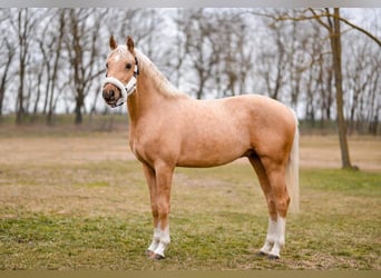 Deutsches Reitpony, Hengst, 3 Jahre, 147 cm, Palomino