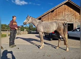 Deutsches Reitpony, Hengst, 3 Jahre, 148 cm, Apfelschimmel