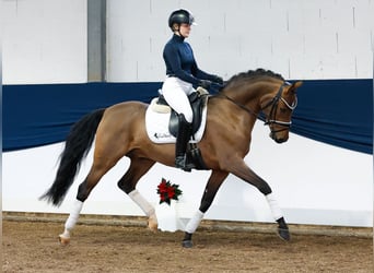 Deutsches Reitpony, Hengst, 3 Jahre, 148 cm, Brauner