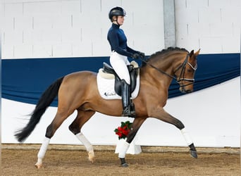 Deutsches Reitpony, Hengst, 3 Jahre, 148 cm, Brauner