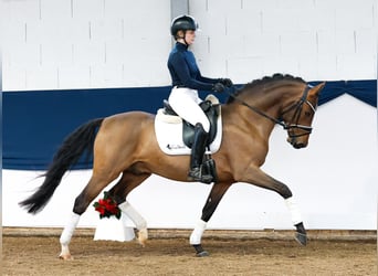 Deutsches Reitpony, Hengst, 3 Jahre, 148 cm, Brauner