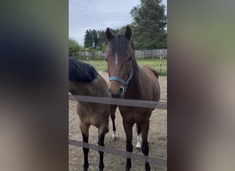 Deutsches Reitpony, Hengst, 3 Jahre, 148 cm, Brauner