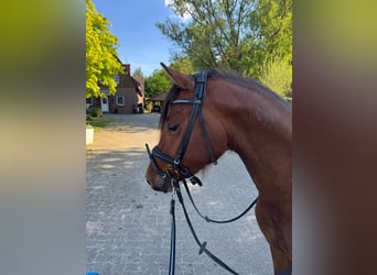 Deutsches Reitpony, Hengst, 3 Jahre, 148 cm, Brauner