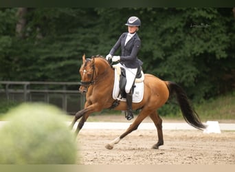 Deutsches Reitpony, Hengst, 3 Jahre, 148 cm, Brauner