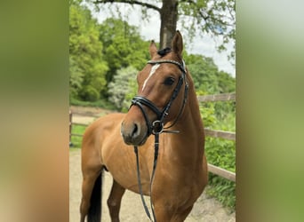 Deutsches Reitpony, Hengst, 3 Jahre, 148 cm, Brauner