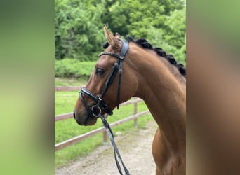 Deutsches Reitpony, Hengst, 3 Jahre, 148 cm, Brauner