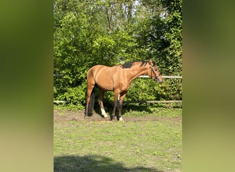 Deutsches Reitpony, Hengst, 3 Jahre, 148 cm, Brauner