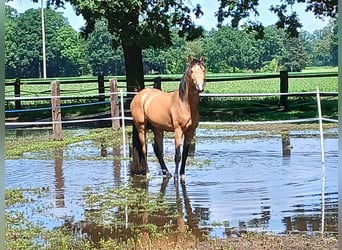 Deutsches Reitpony, Hengst, 3 Jahre, 148 cm, Buckskin