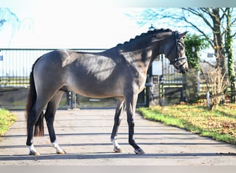 Deutsches Reitpony, Hengst, 3 Jahre, 148 cm, Buckskin