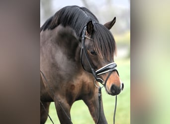 Deutsches Reitpony, Hengst, 3 Jahre, 148 cm, Dunkelbrauner