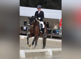 Deutsches Reitpony, Hengst, 3 Jahre, 148 cm, Dunkelbrauner