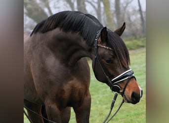 Deutsches Reitpony, Hengst, 3 Jahre, 148 cm, Dunkelbrauner