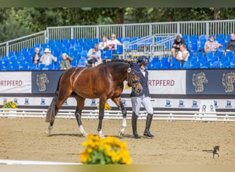 Deutsches Reitpony, Hengst, 3 Jahre, 148 cm, Dunkelbrauner