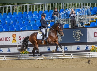 Deutsches Reitpony, Hengst, 3 Jahre, 148 cm, Dunkelbrauner