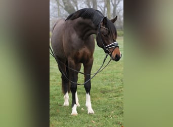 Deutsches Reitpony, Hengst, 3 Jahre, 148 cm, Dunkelbrauner