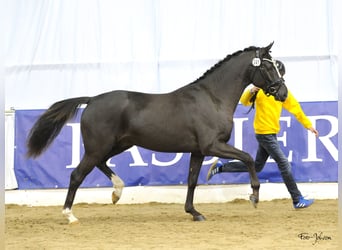 Deutsches Reitpony, Hengst, 3 Jahre, 148 cm, Dunkelfuchs