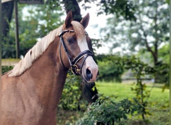 Deutsches Reitpony, Hengst, 3 Jahre, 148 cm, Falbe