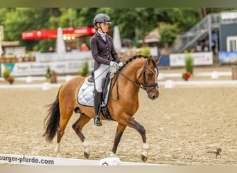 Deutsches Reitpony, Hengst, 3 Jahre, 148 cm, Falbe