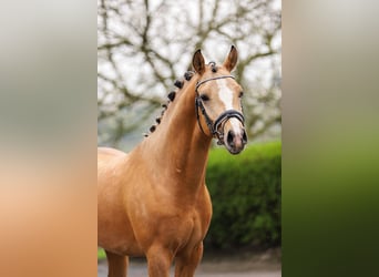 Deutsches Reitpony, Hengst, 3 Jahre, 148 cm, Falbe